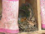 A robin’s nest at school!