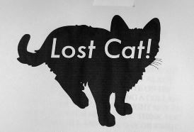 Lost cat